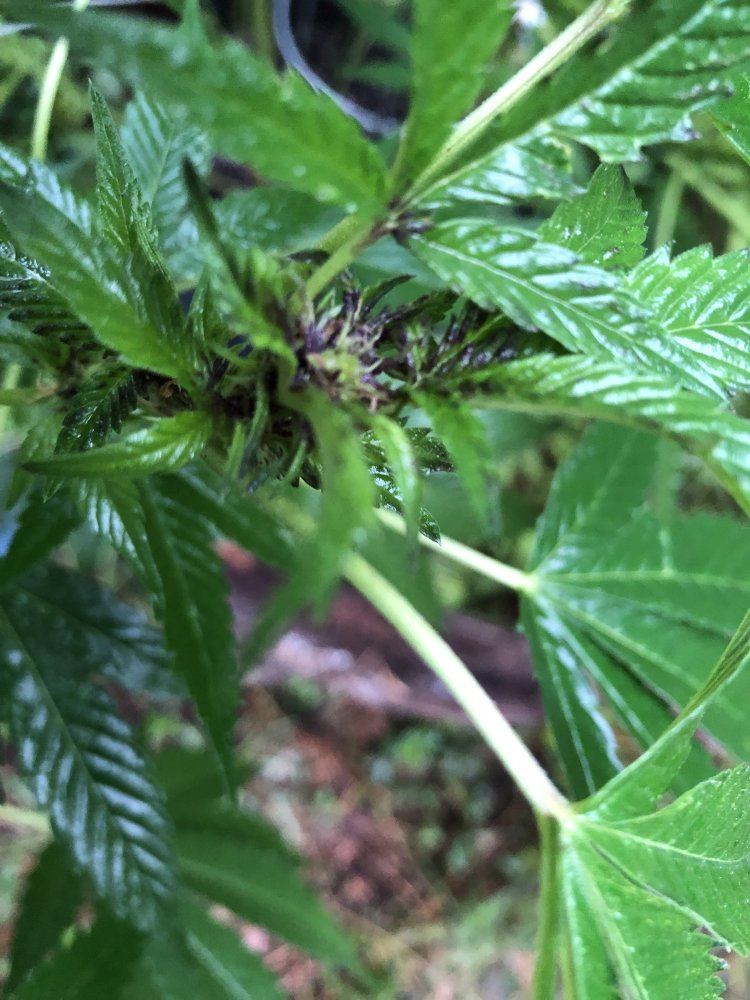 What is turning these purple 3