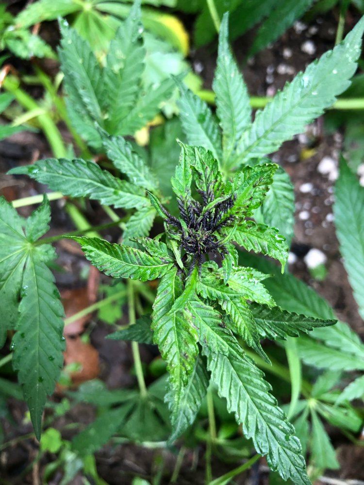 What is turning these purple 4