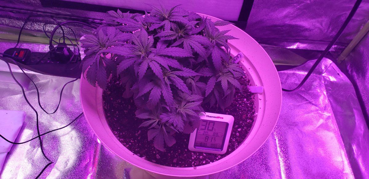 What is wrong with my cannabis plant