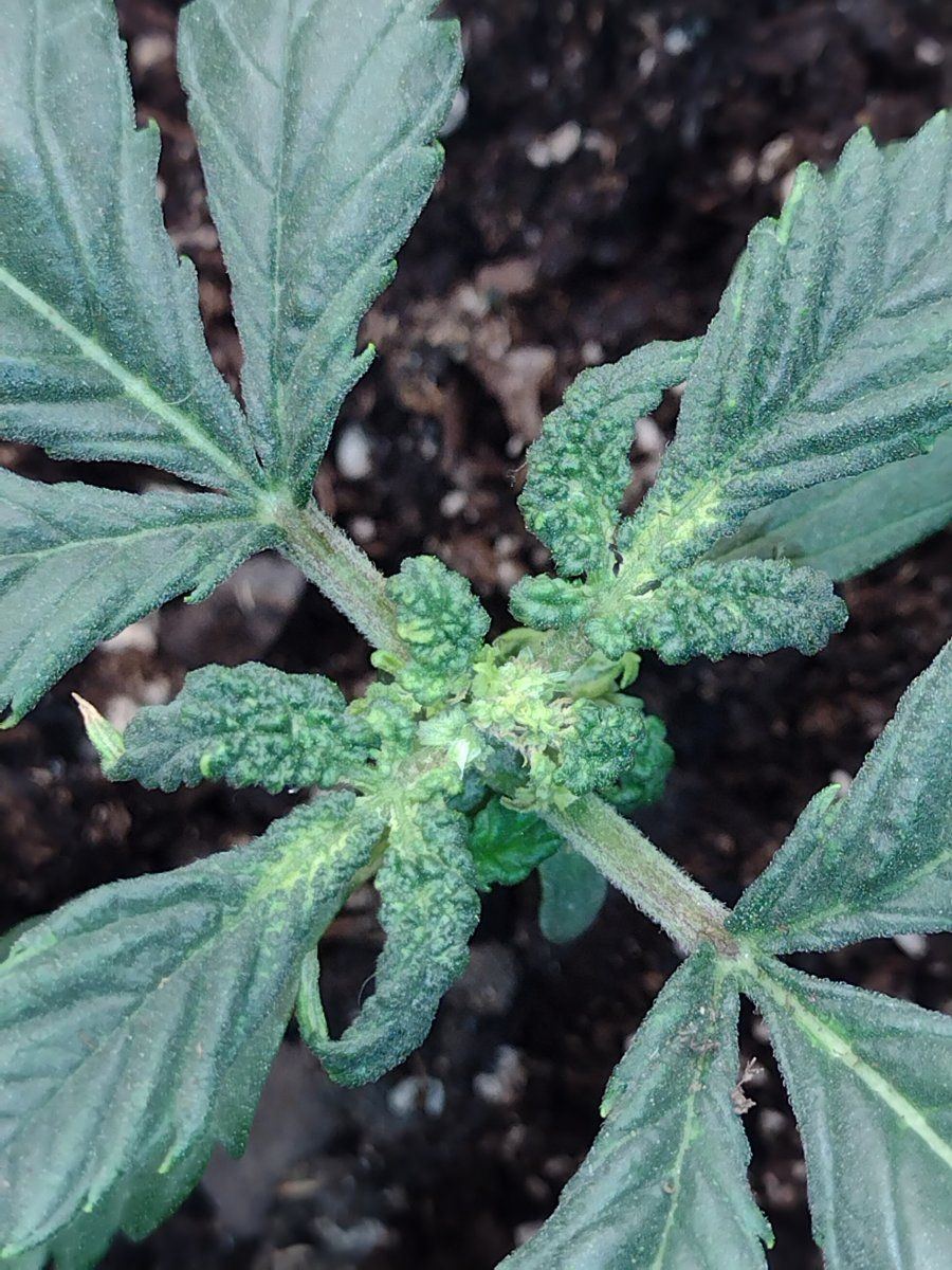 What is wrong with my leaves
