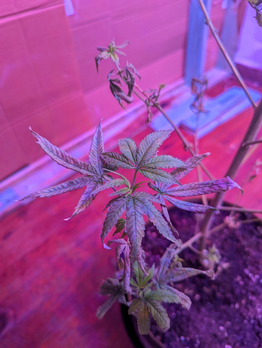 What is wrong with my plants 3