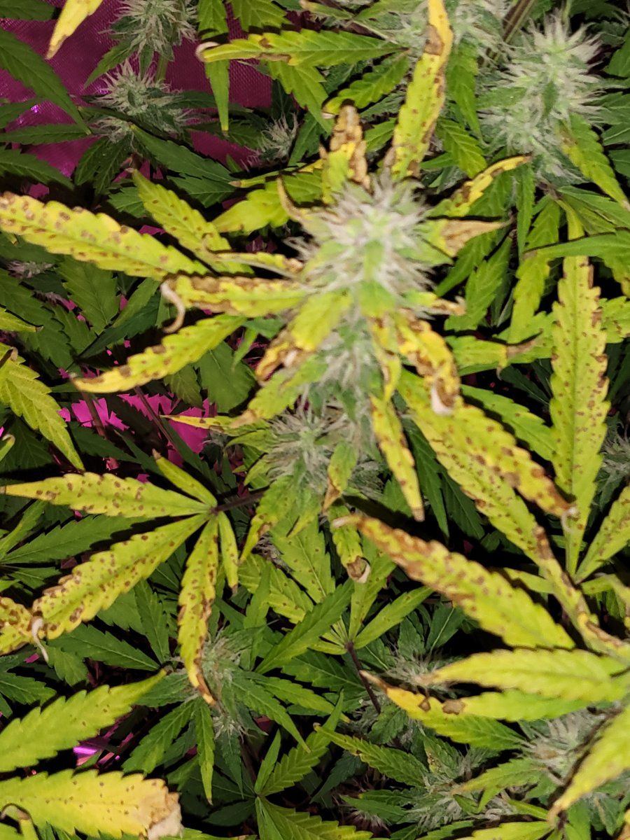 What is wrong with my plants 3