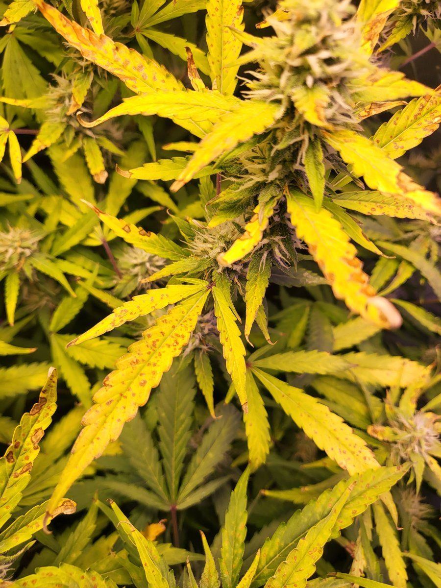 What is wrong with my plants 4