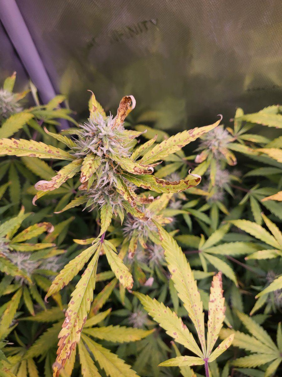 What is wrong with my plants 5