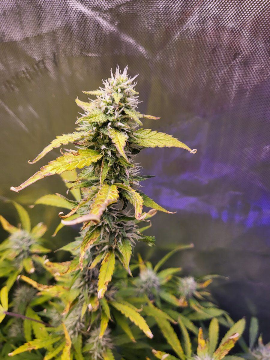 What is wrong with my plants 6