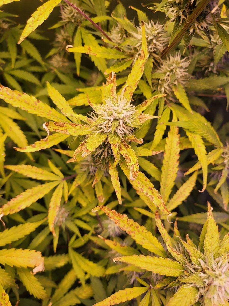 What is wrong with my plants 7