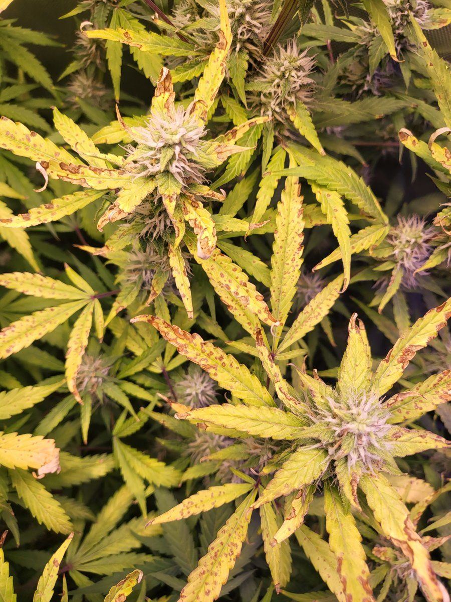 What is wrong with my plants 8