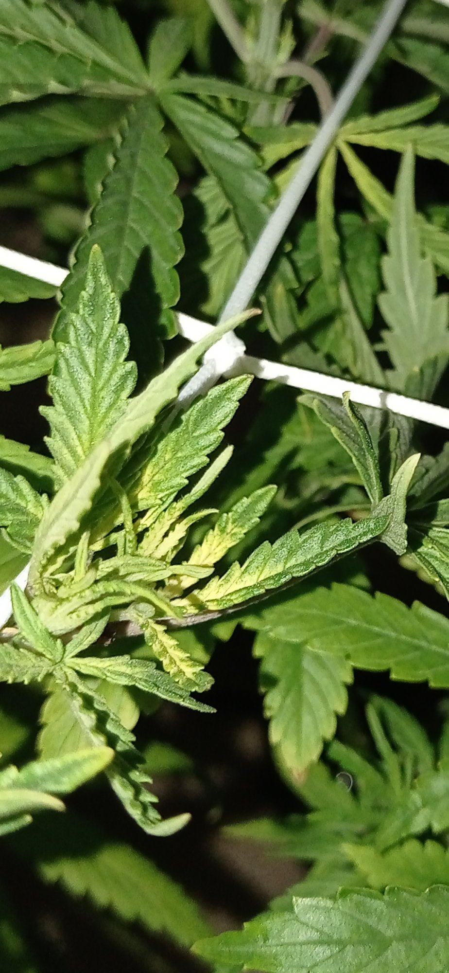 What is wrong with my plants