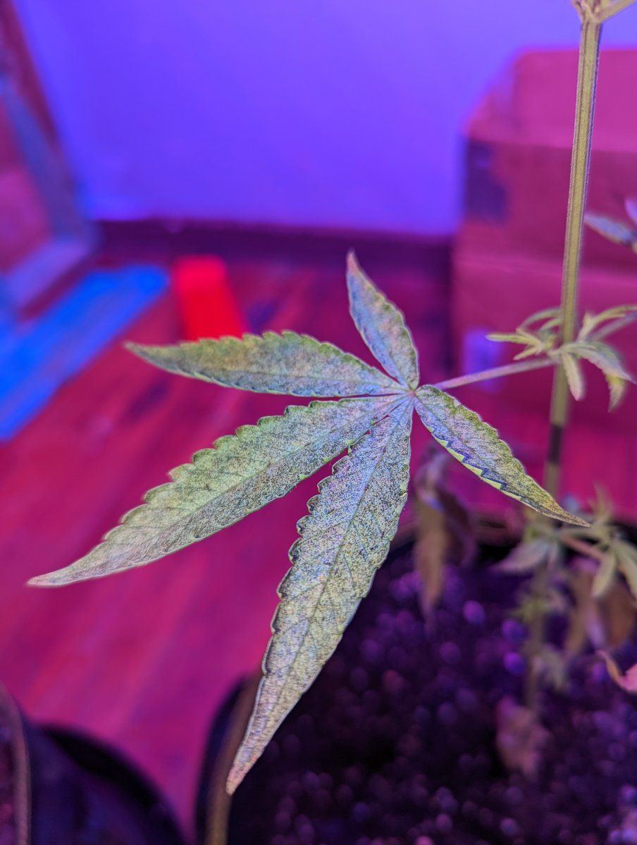 What is wrong with my plants