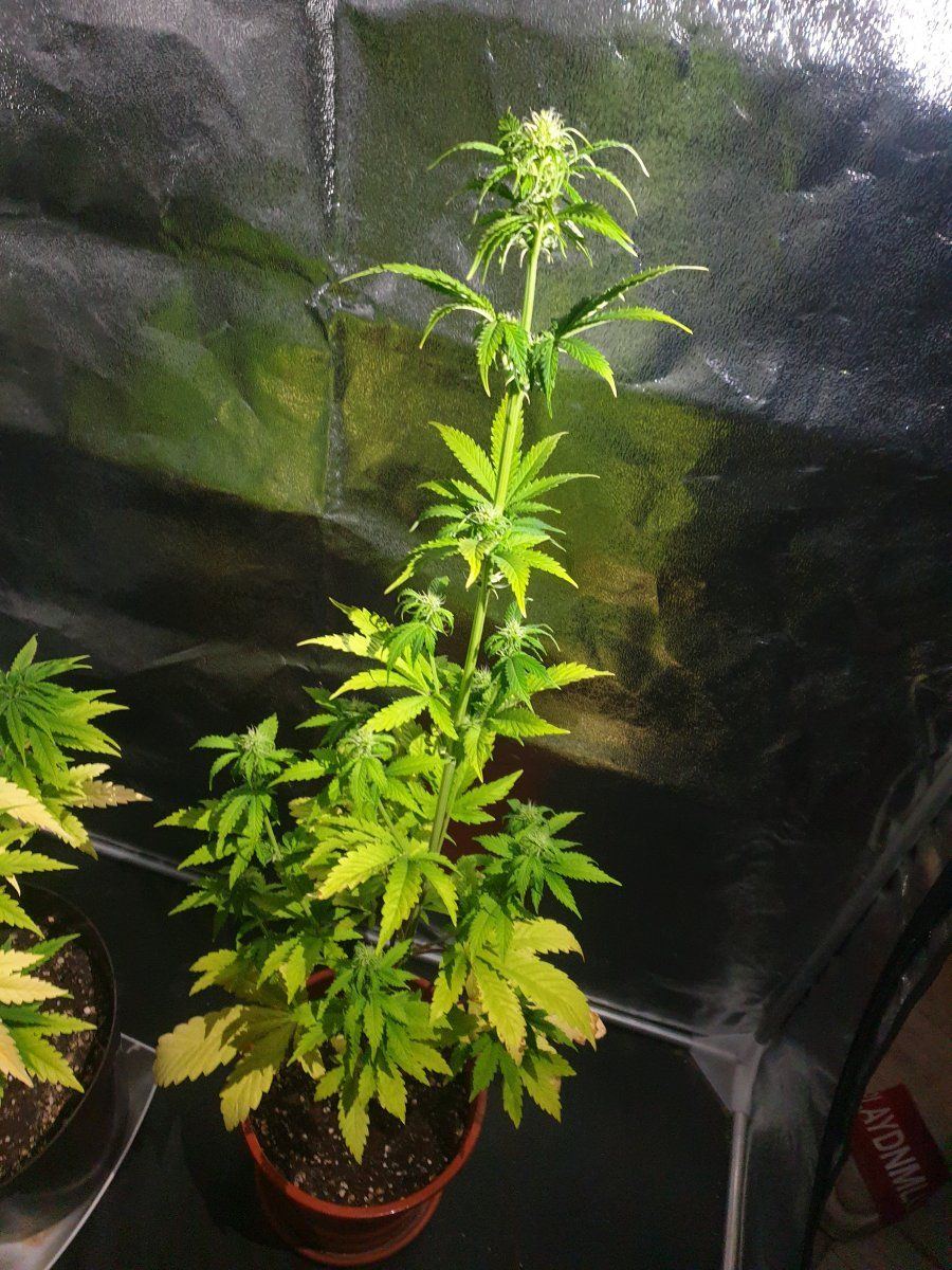 What is wrong with the plant 3