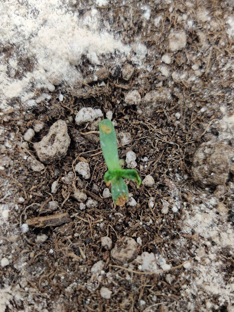 What is wrong with this seedling i think its toast