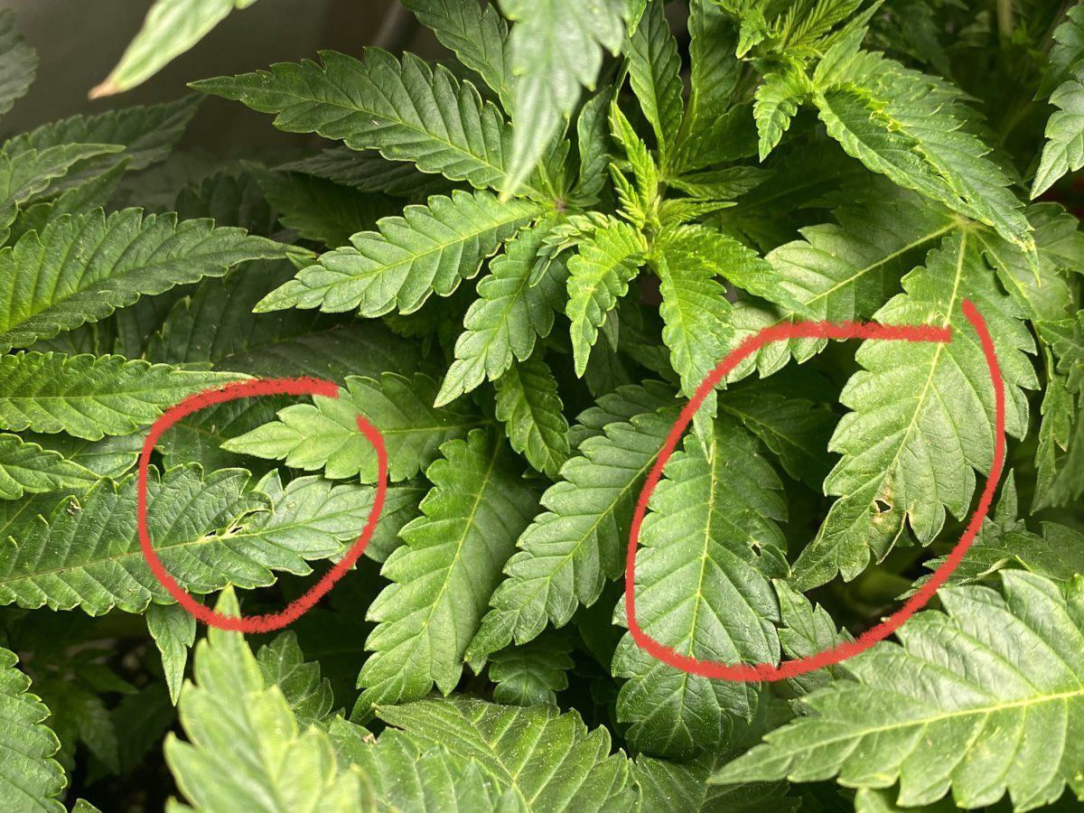 What kind of bug is hurting my plants 2