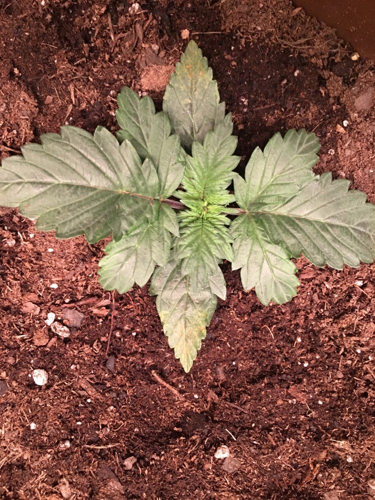 What kind of deficiency is this