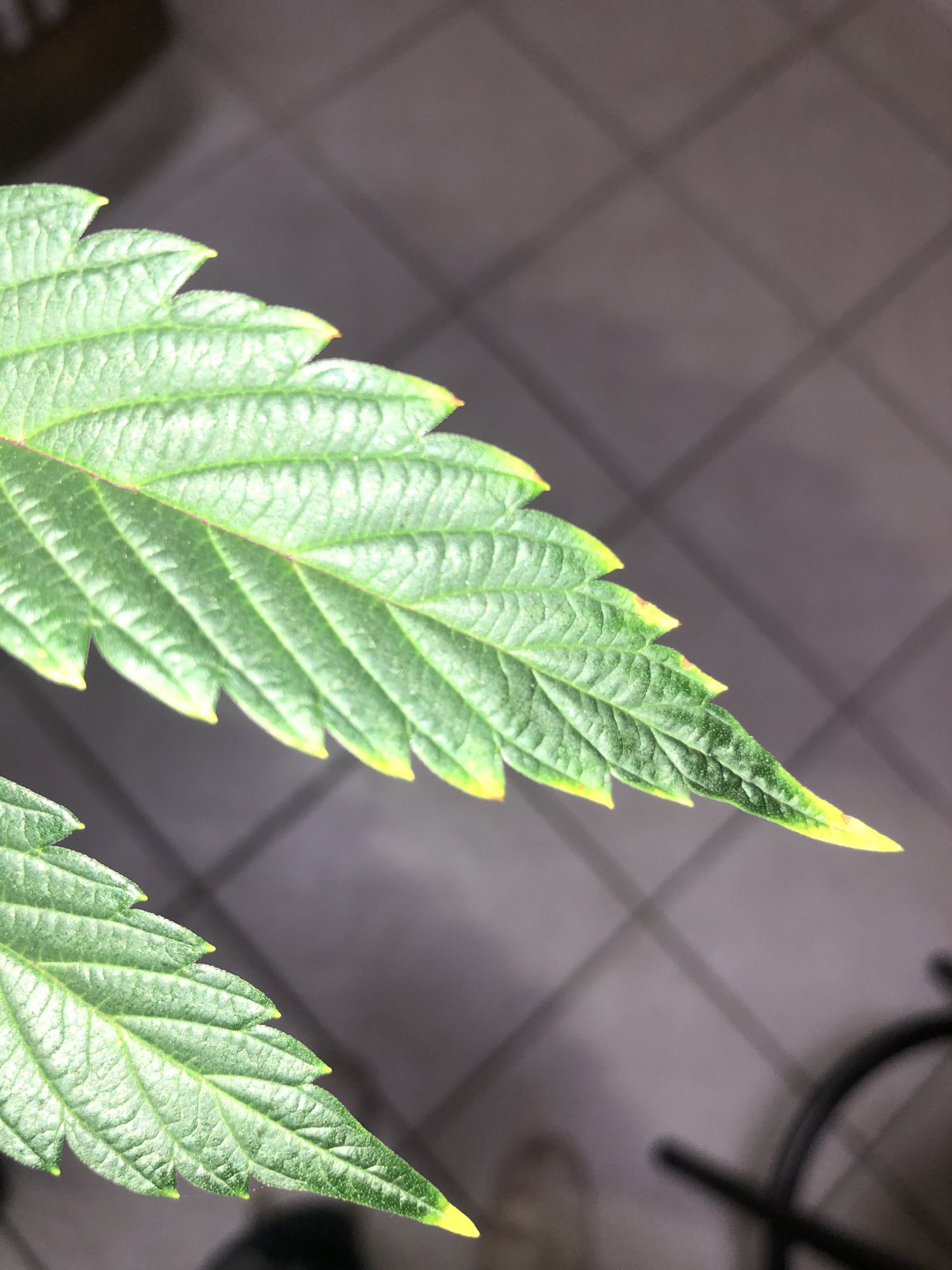 What kind of deficiency or pest is causing this