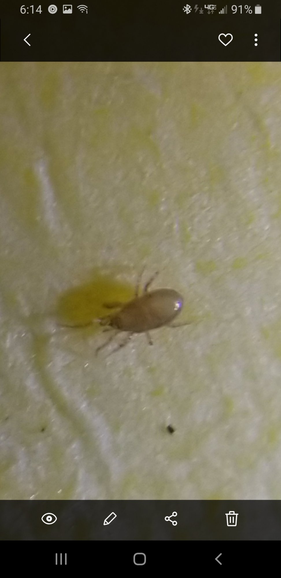 What kind of mite is this