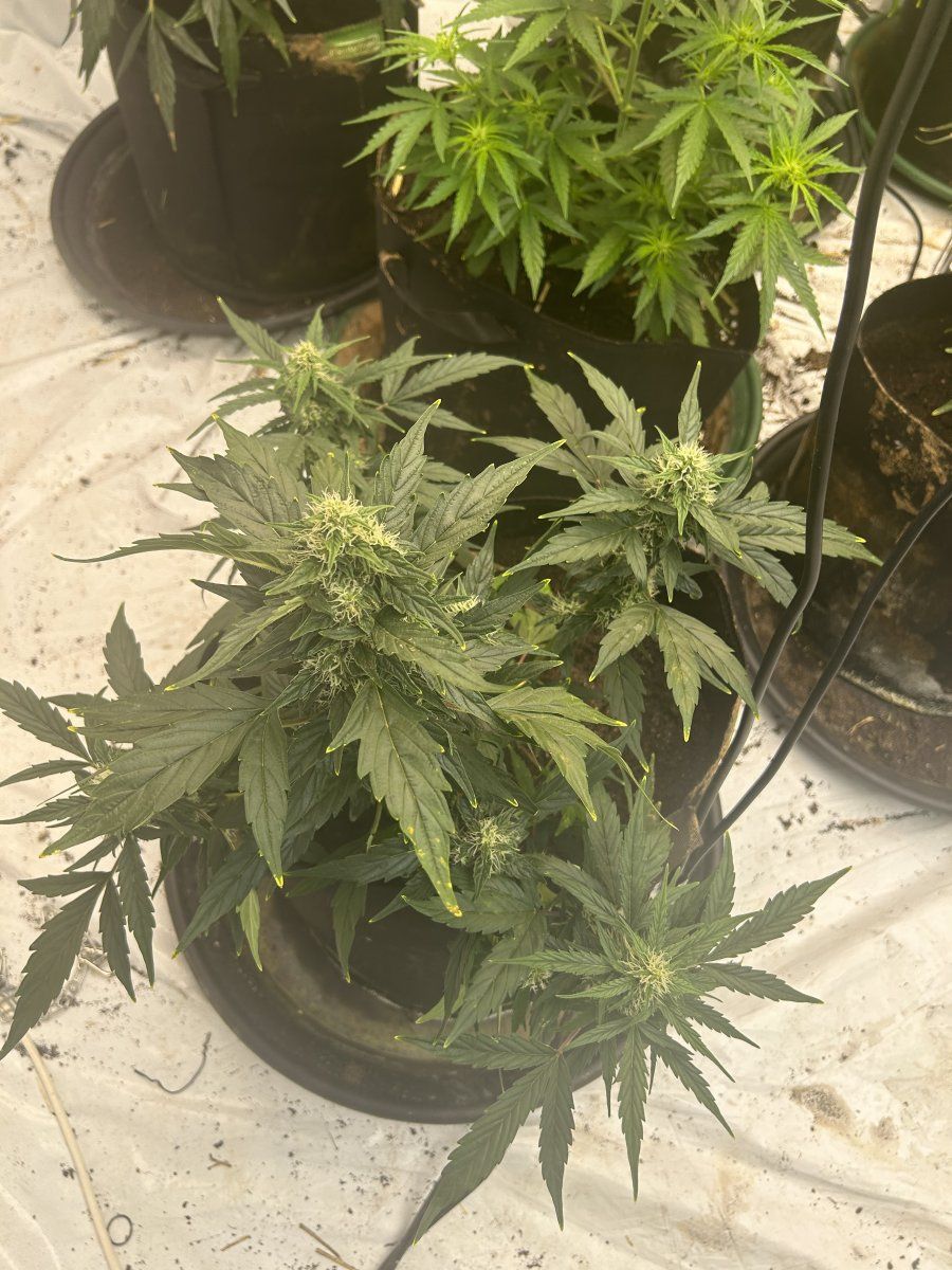 What nutrient deficiency is this please
