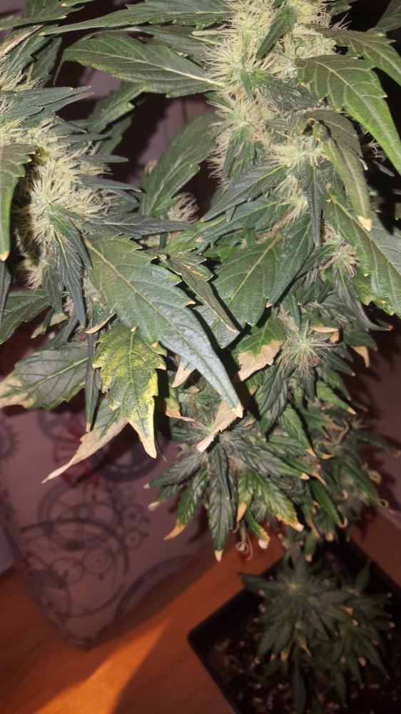 What seems to be the issue here 2 plants in bad condition first time high def photos
