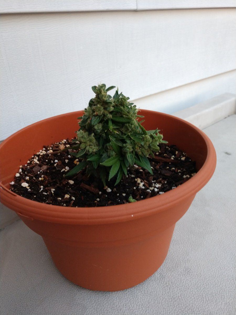 What should i do with this plant