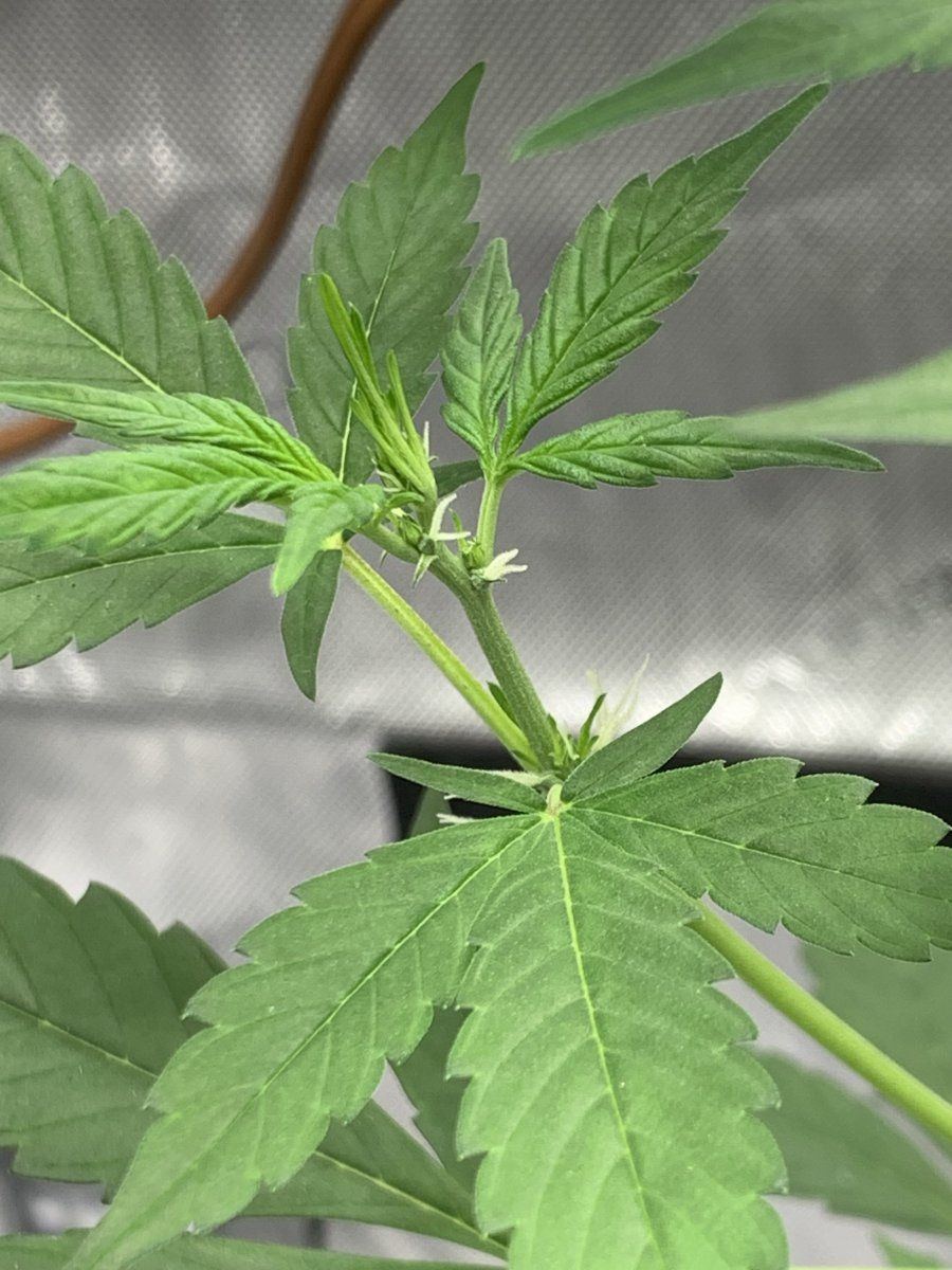 What should i do with this tall lanky auto 3