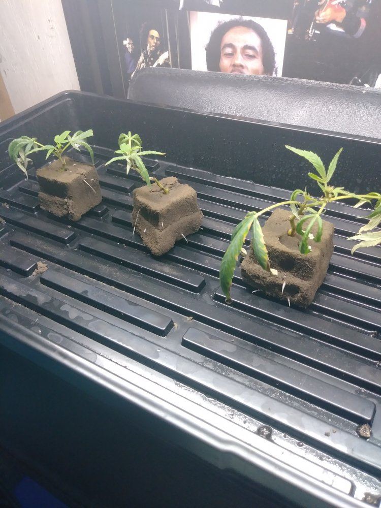 What size pot do i choose to trasplant clones