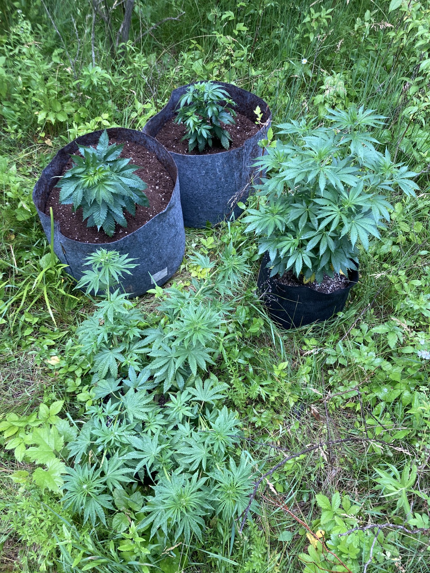What size pots do you use for outdoor