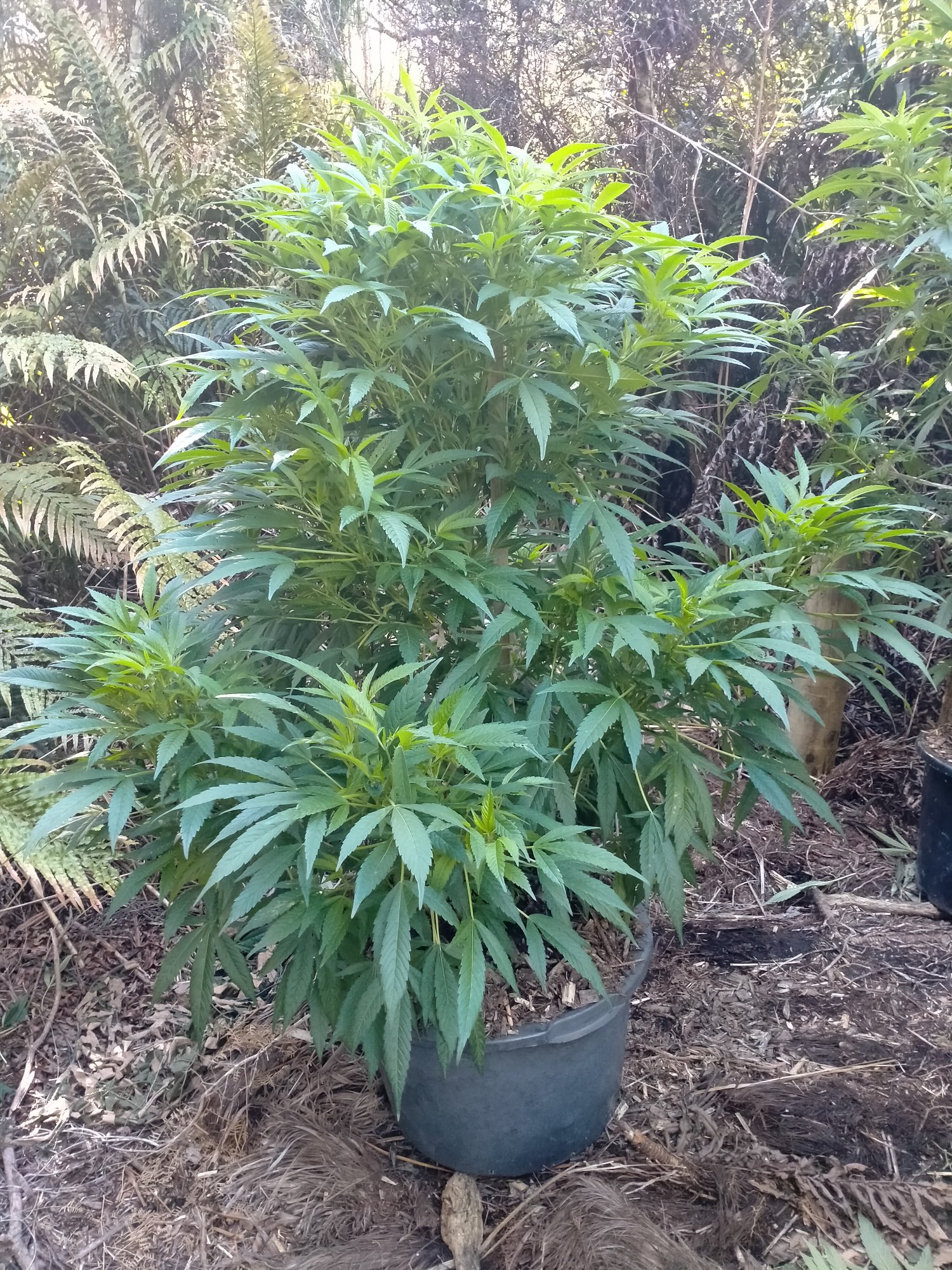 What strain mixed up seeds 3