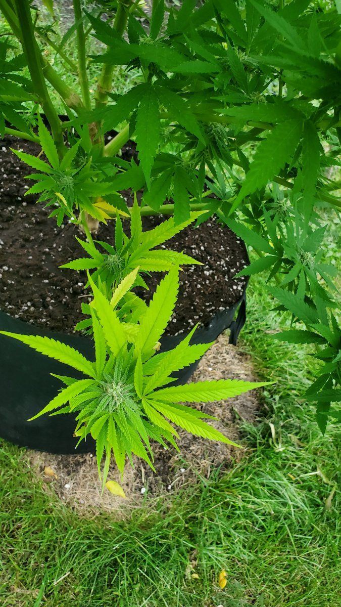 What the heck is going on with my plant 2
