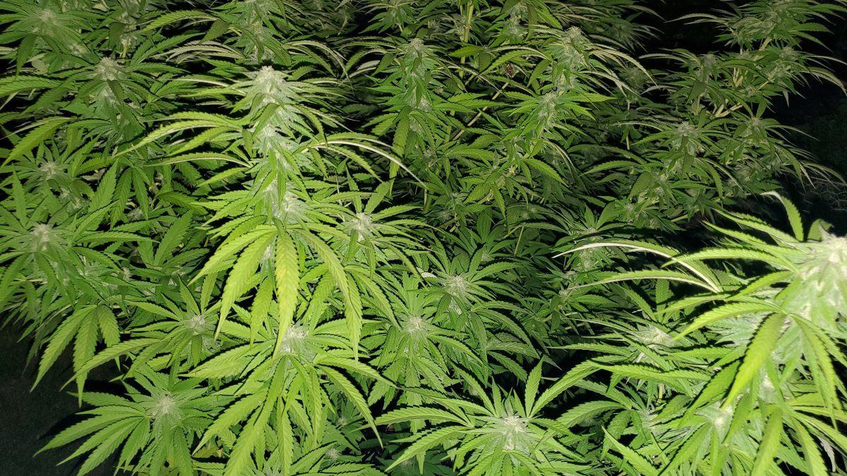 What the heck is going on with my plant 4