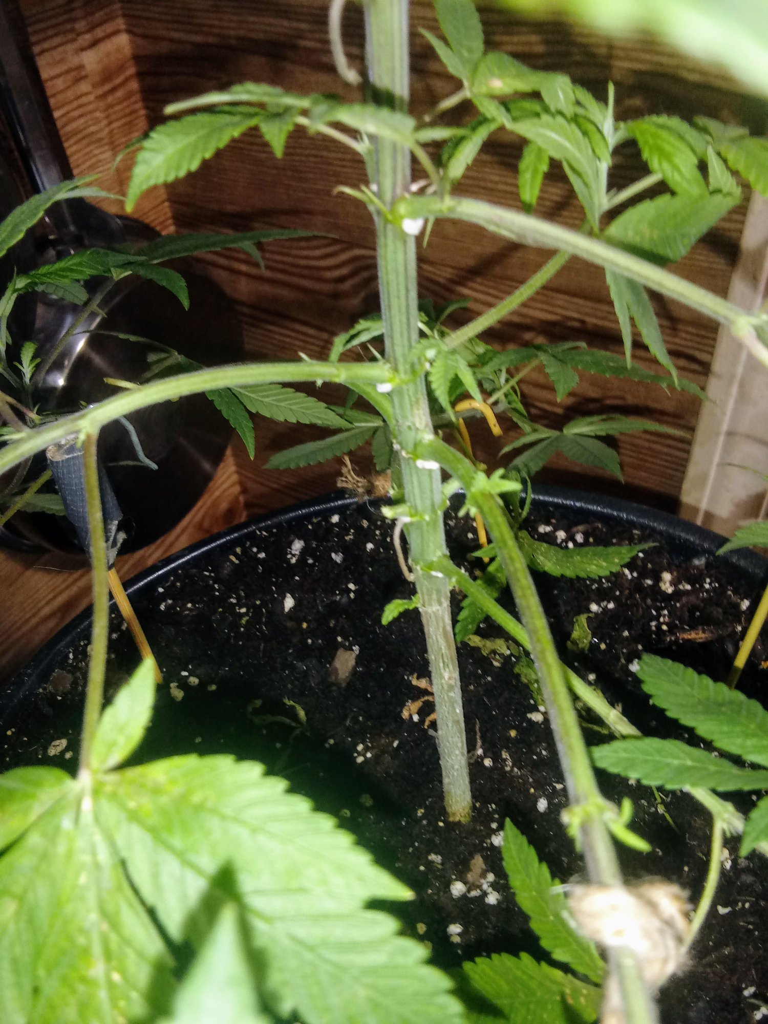 What the hell am i growing 4