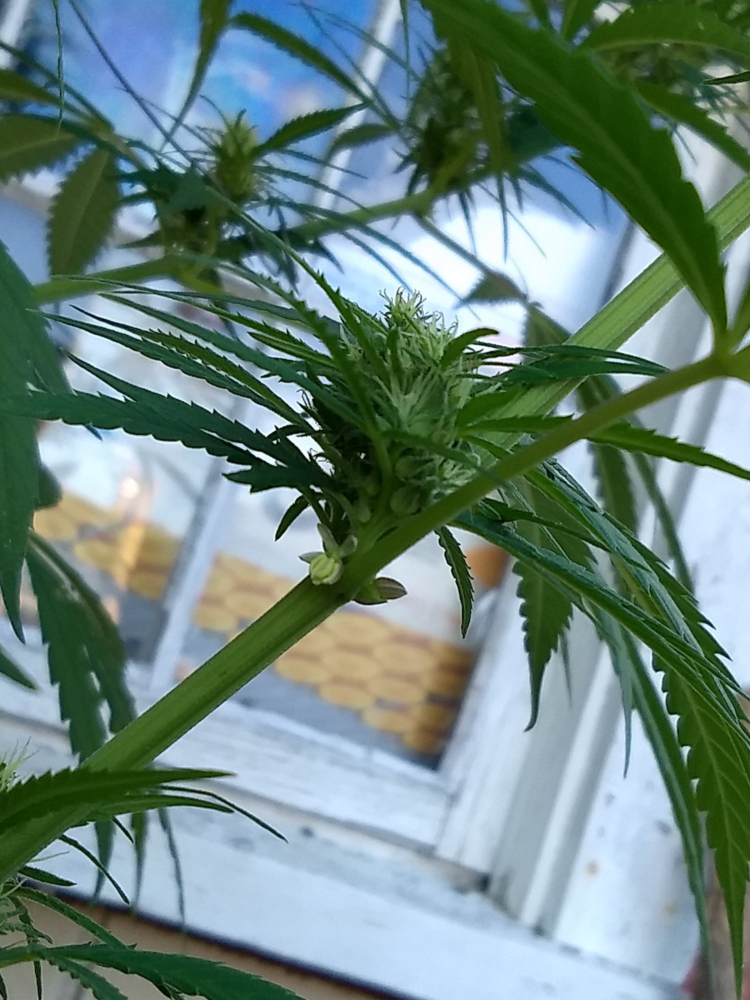 What to do with male pistils
