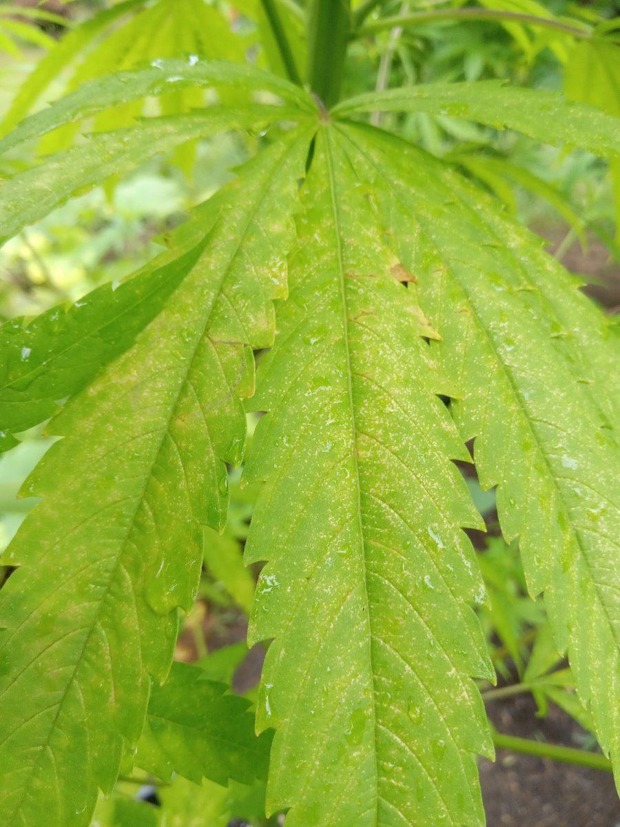 What type of deficiency is this 2