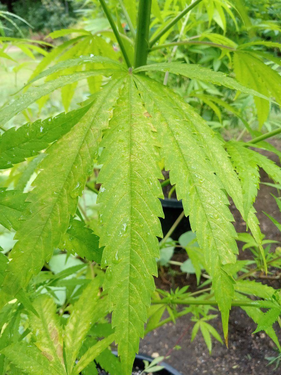 What type of deficiency is this