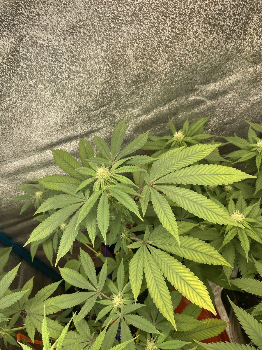 What u think on these discolored leaves 2