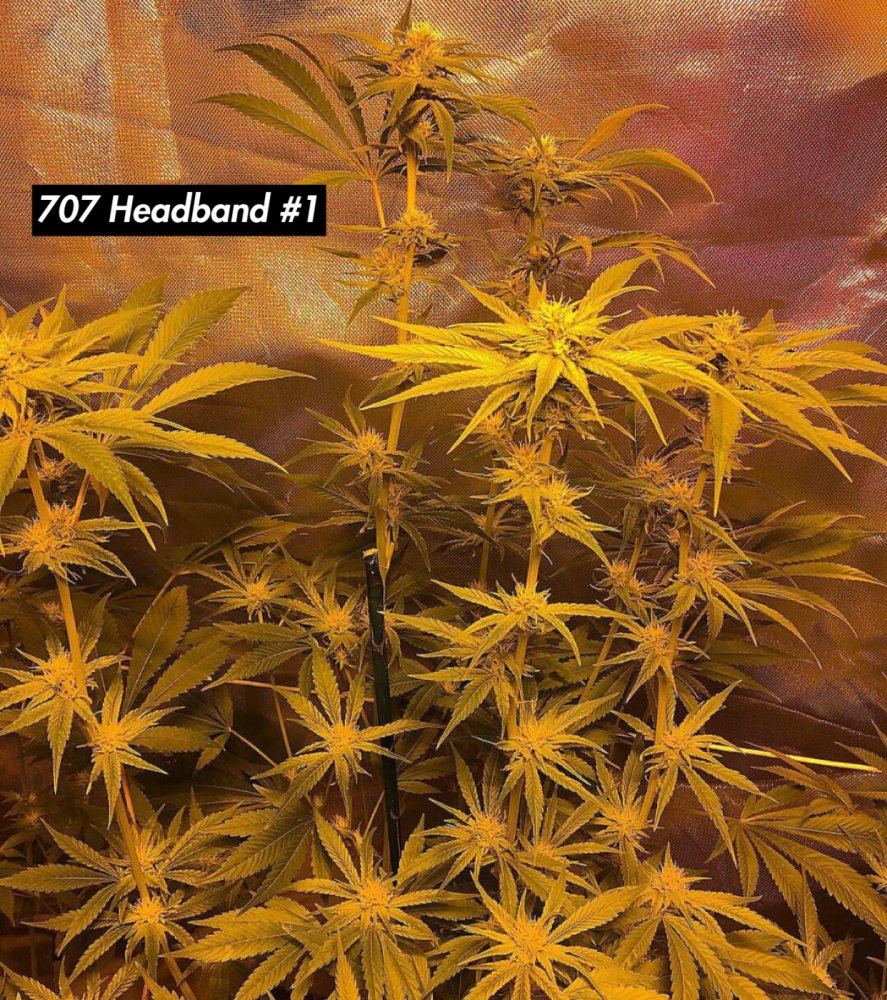 What week 6 flower ppms you using