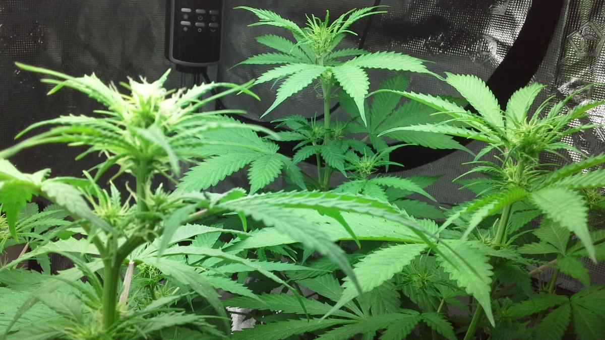 What week of flowering are my plants at 2