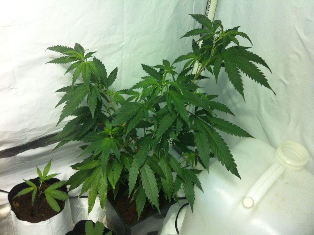 What wrong with my honey dips droopy clawed leaves 9