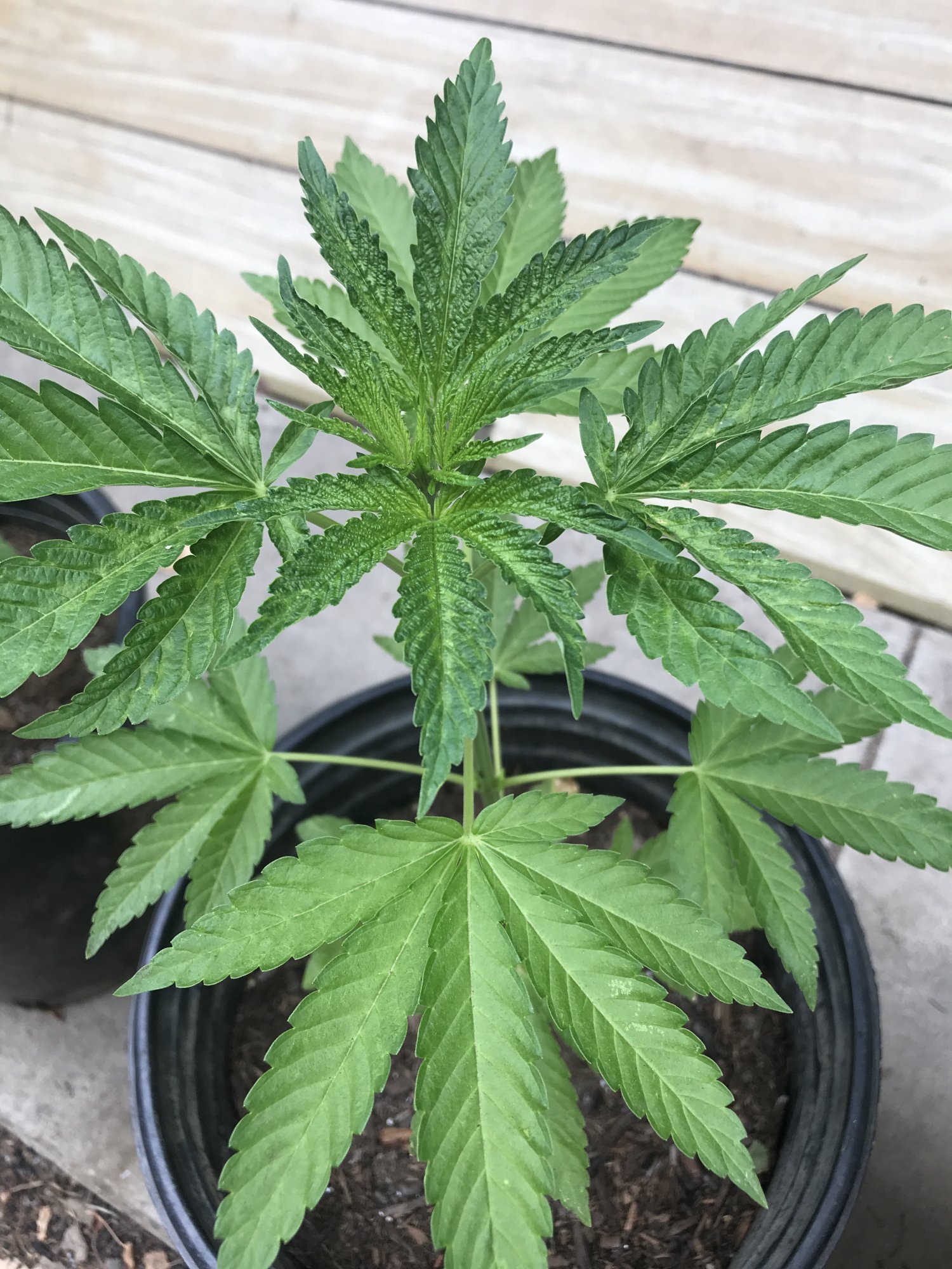 What wrong with my leaves 2
