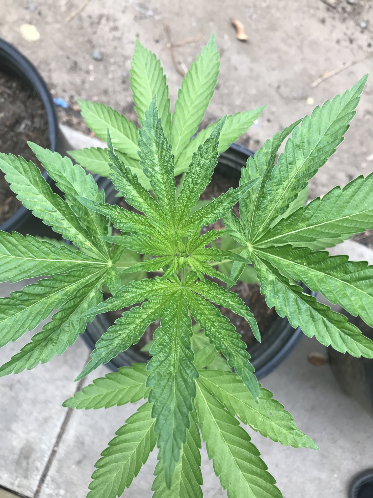 What wrong with my leaves