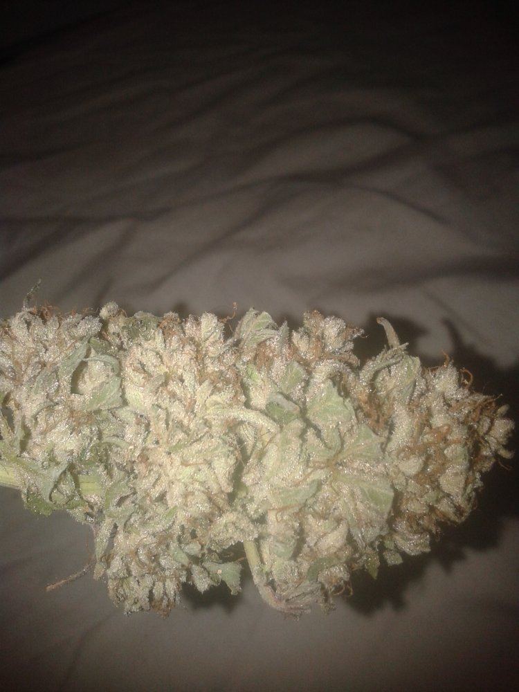 What you guys think of this stardawg