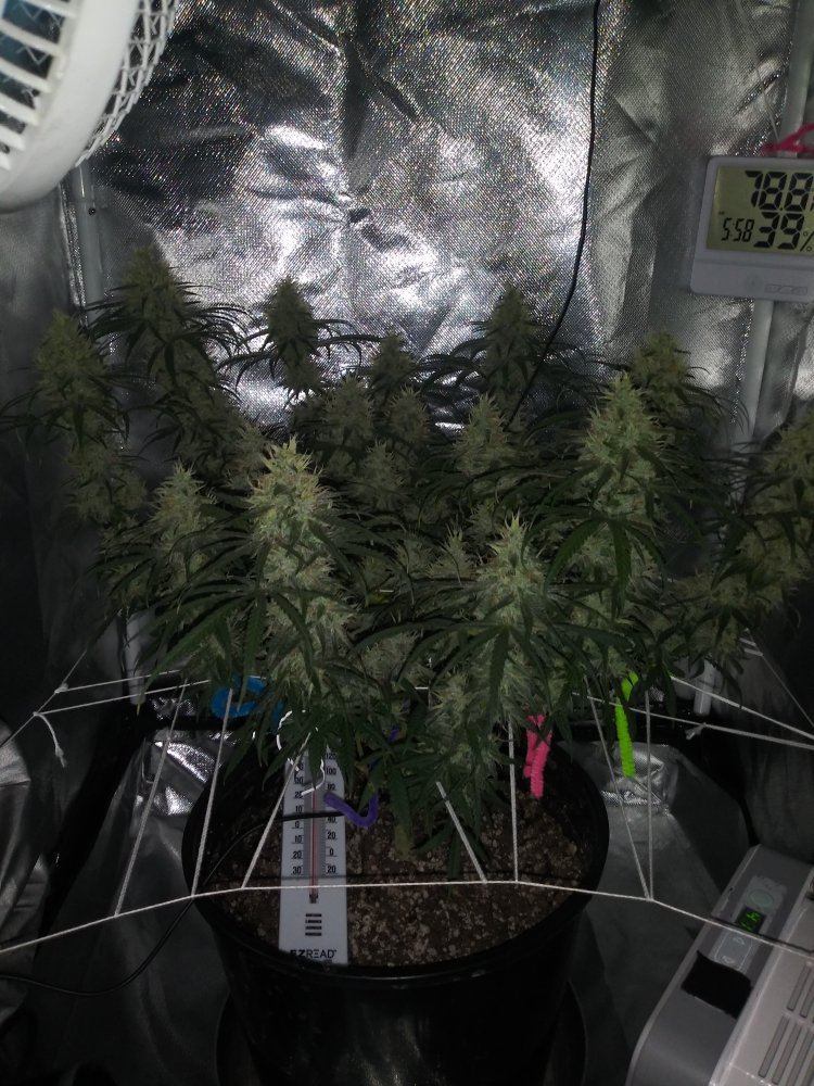 Whats a good temp in flowering