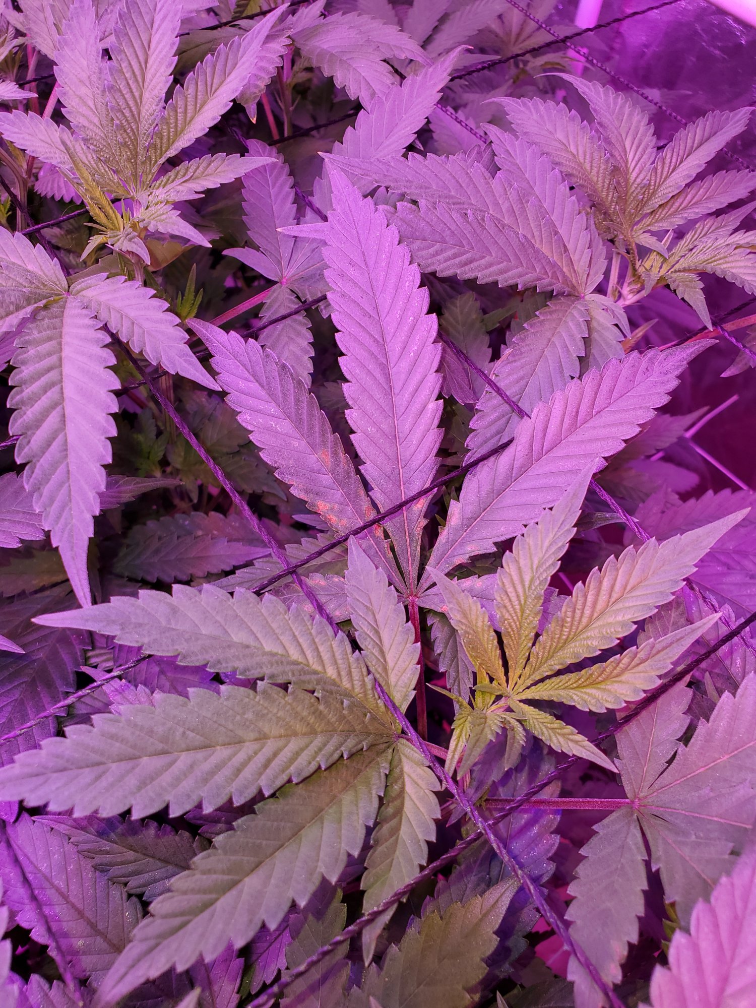 Whats are these dark spots on my leaves 3