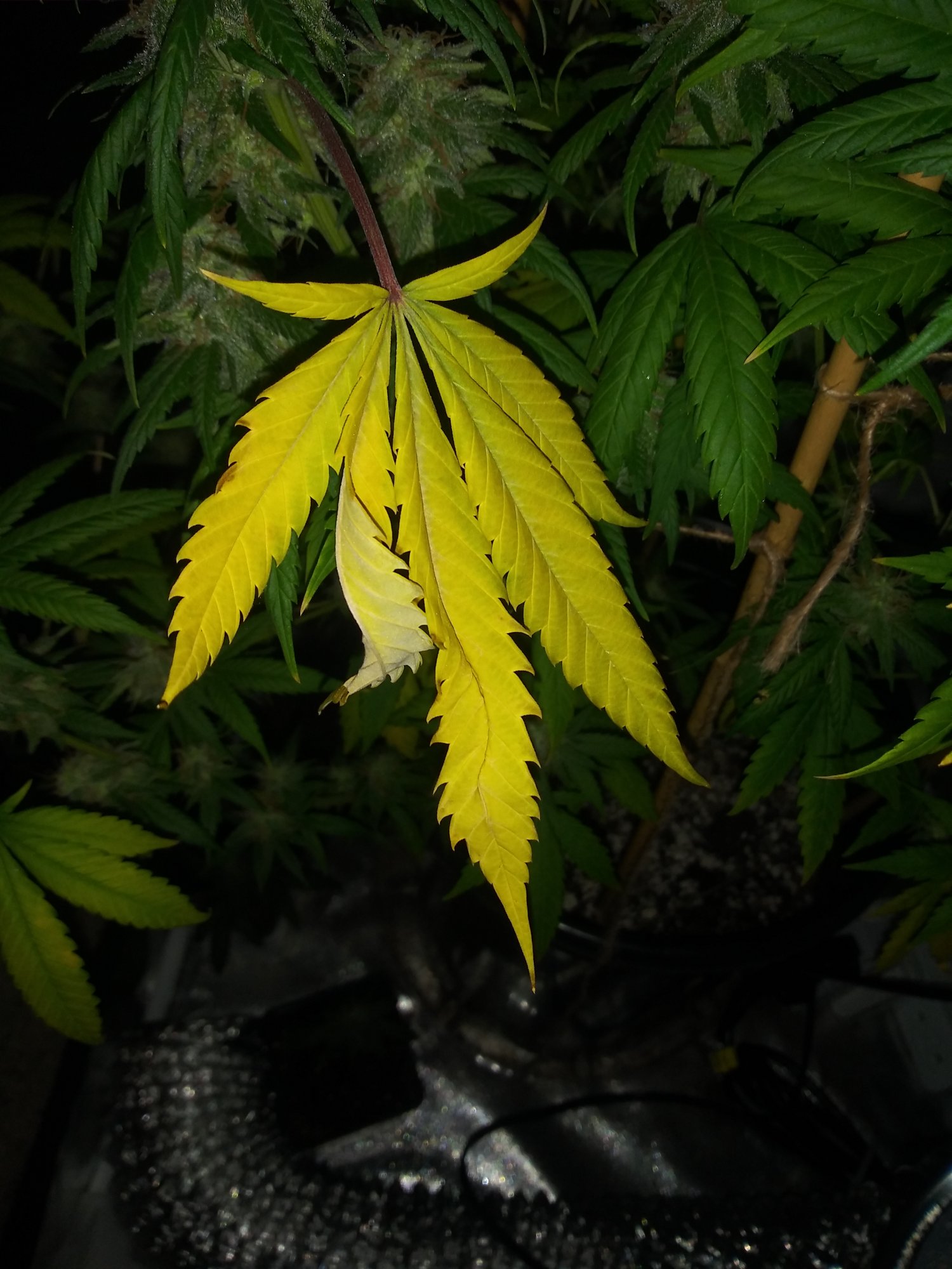 Whats causing issues yellow curling leaves