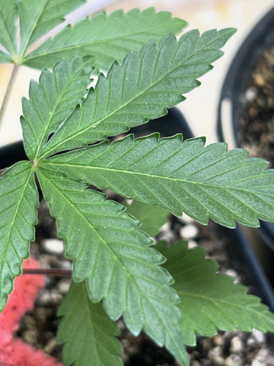 Whats goin on with my leaves 2