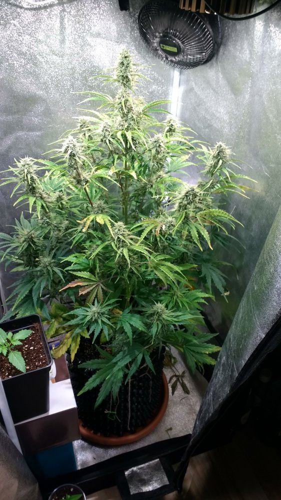Whats going on here on day 50 autoflower grow 7