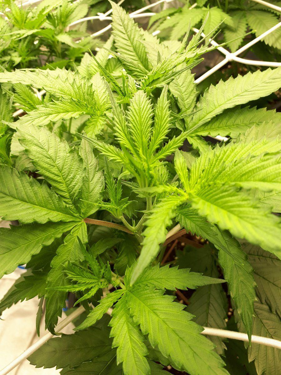 Whats going on there  leaf problem 4