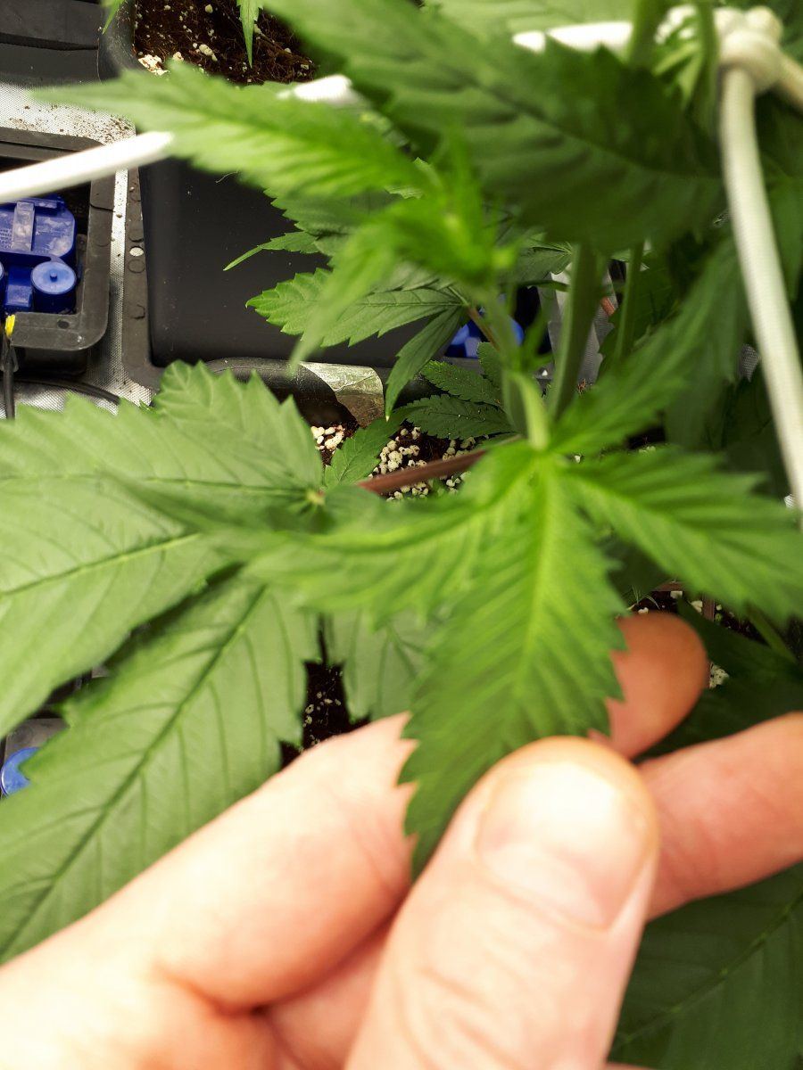 Whats going on there  leaf problem 5