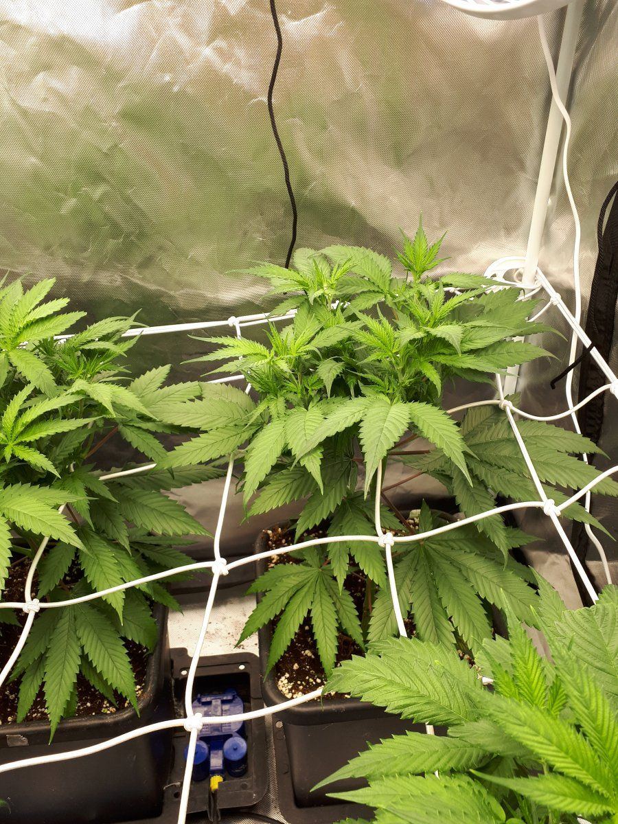 www.thcfarmer.com