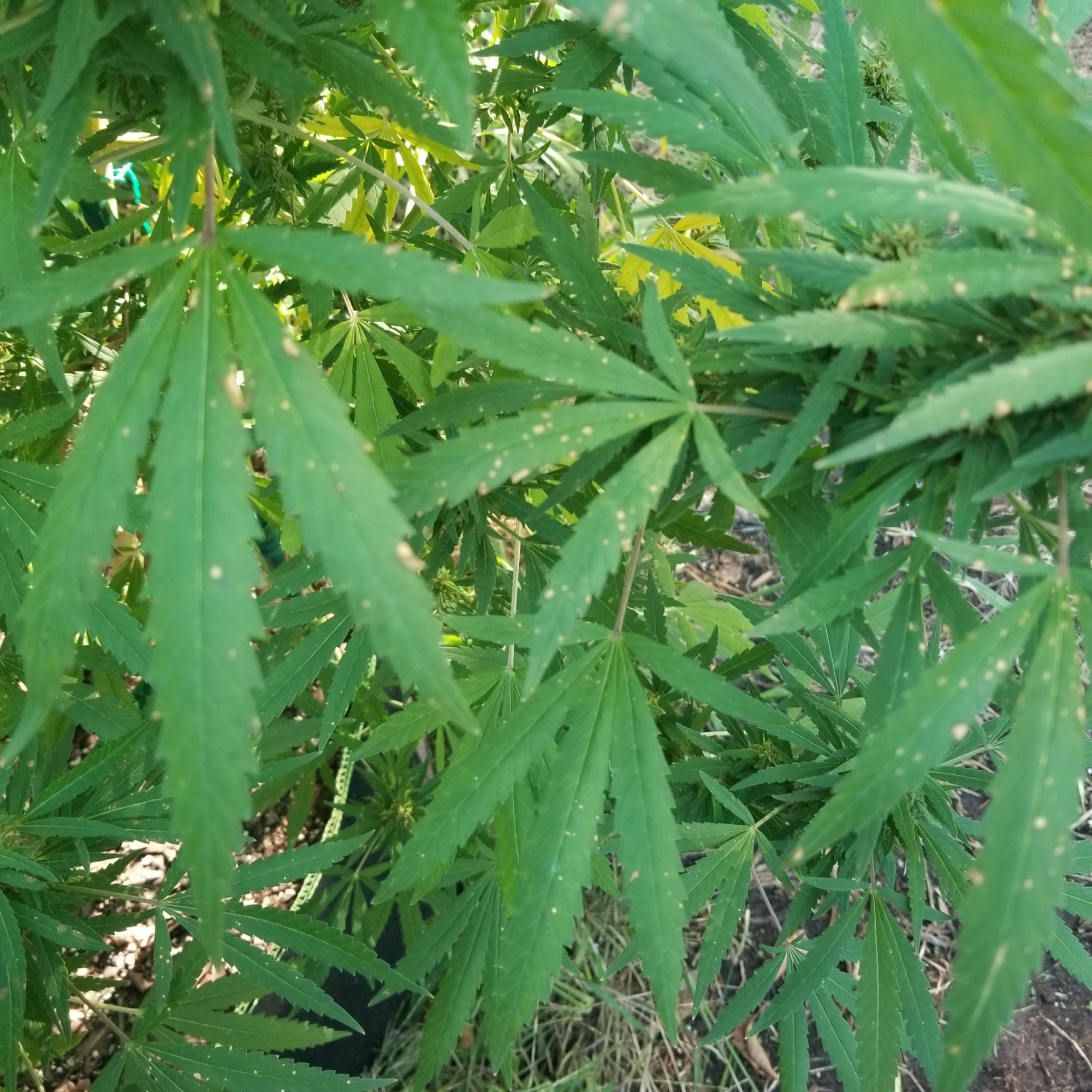 Whats going on with my plant 3
