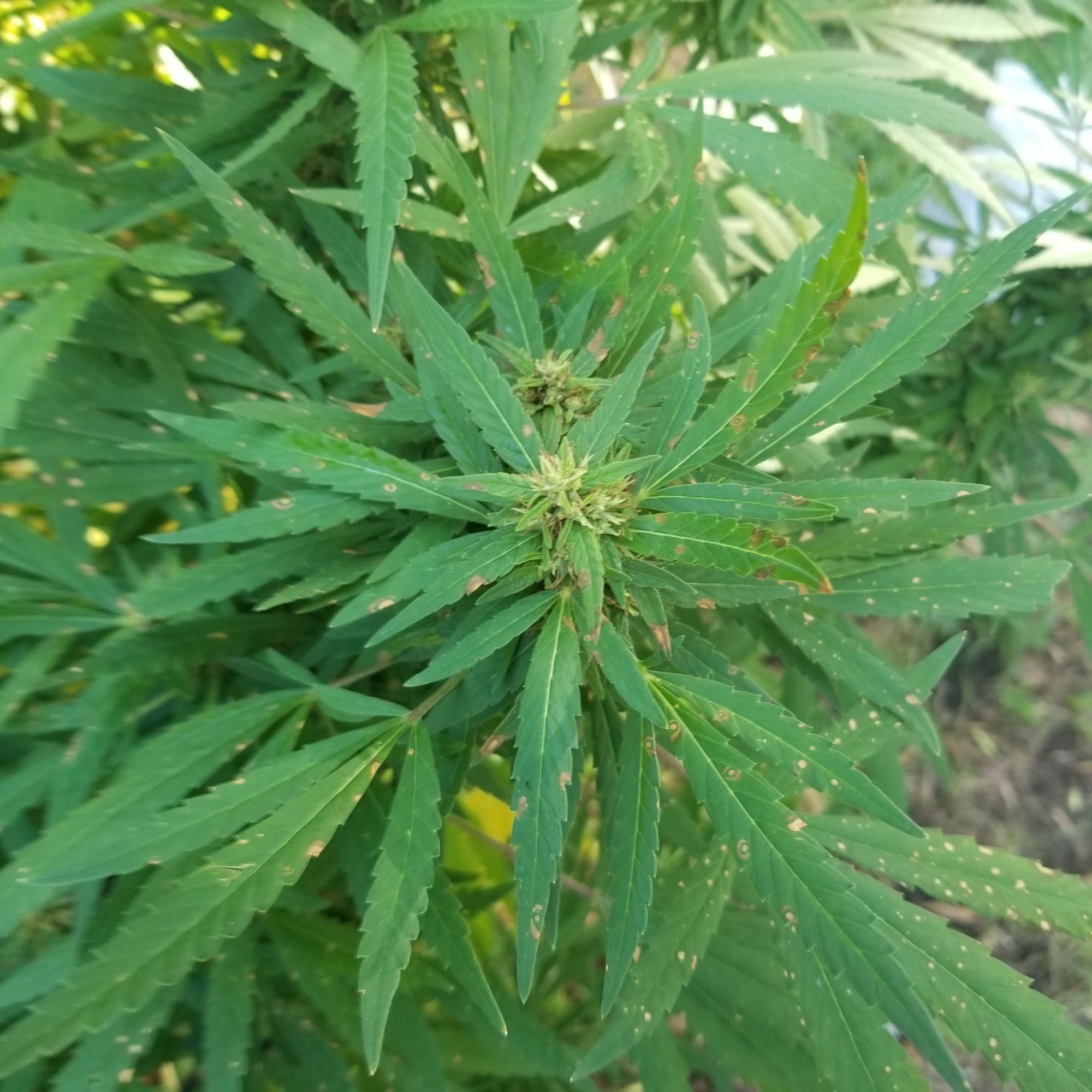 Whats going on with my plant