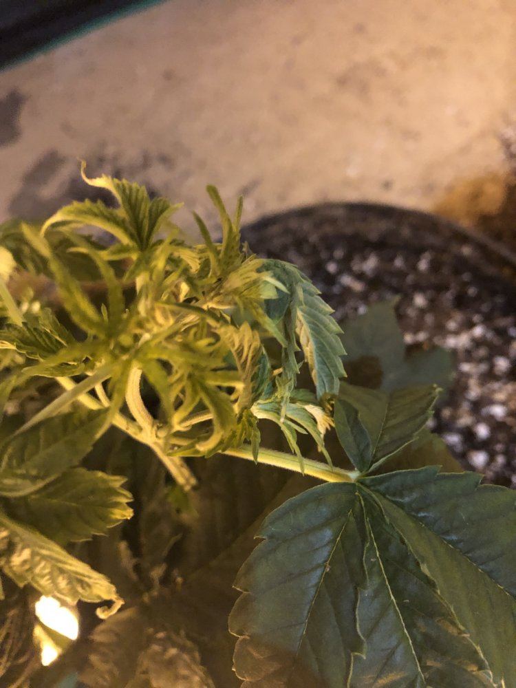 Whats going on with my plants here are the symptoms 2
